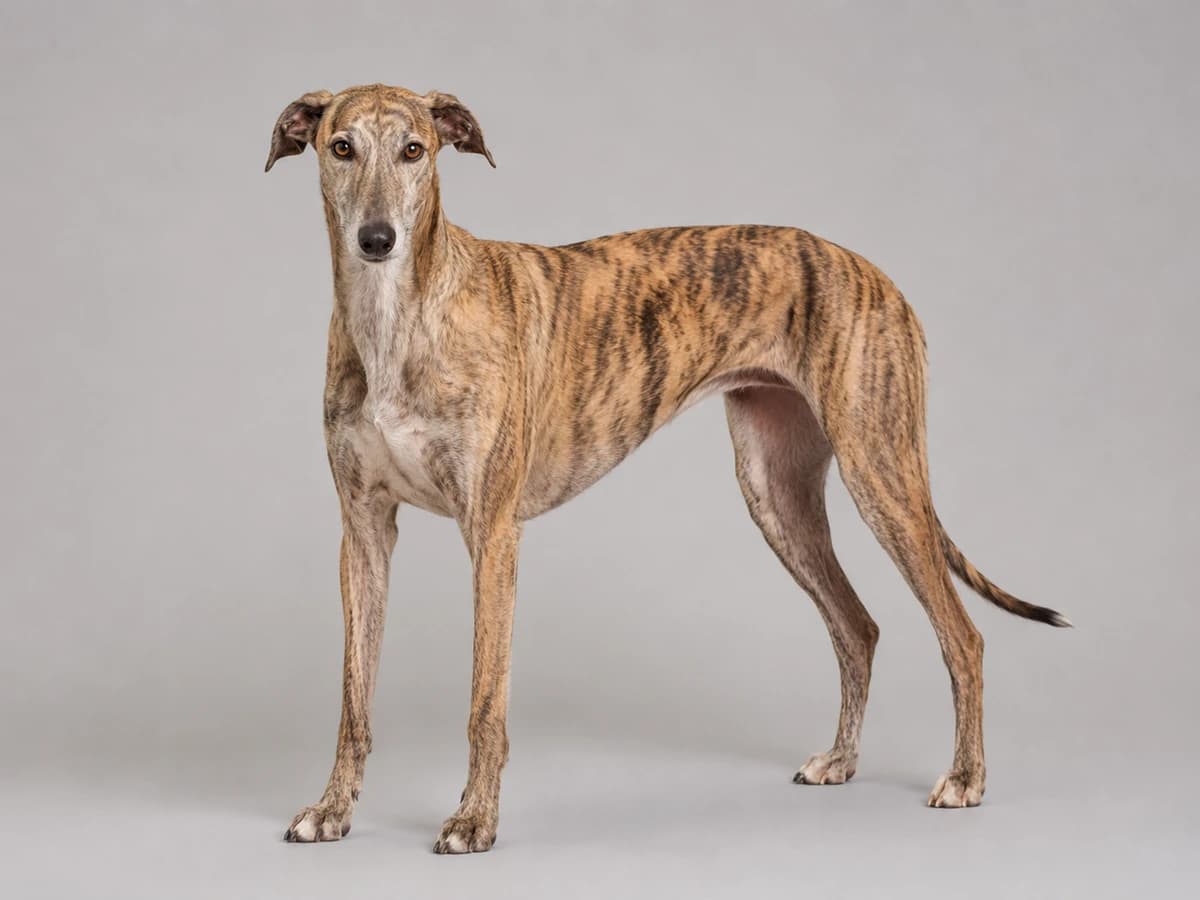 Galgo Español