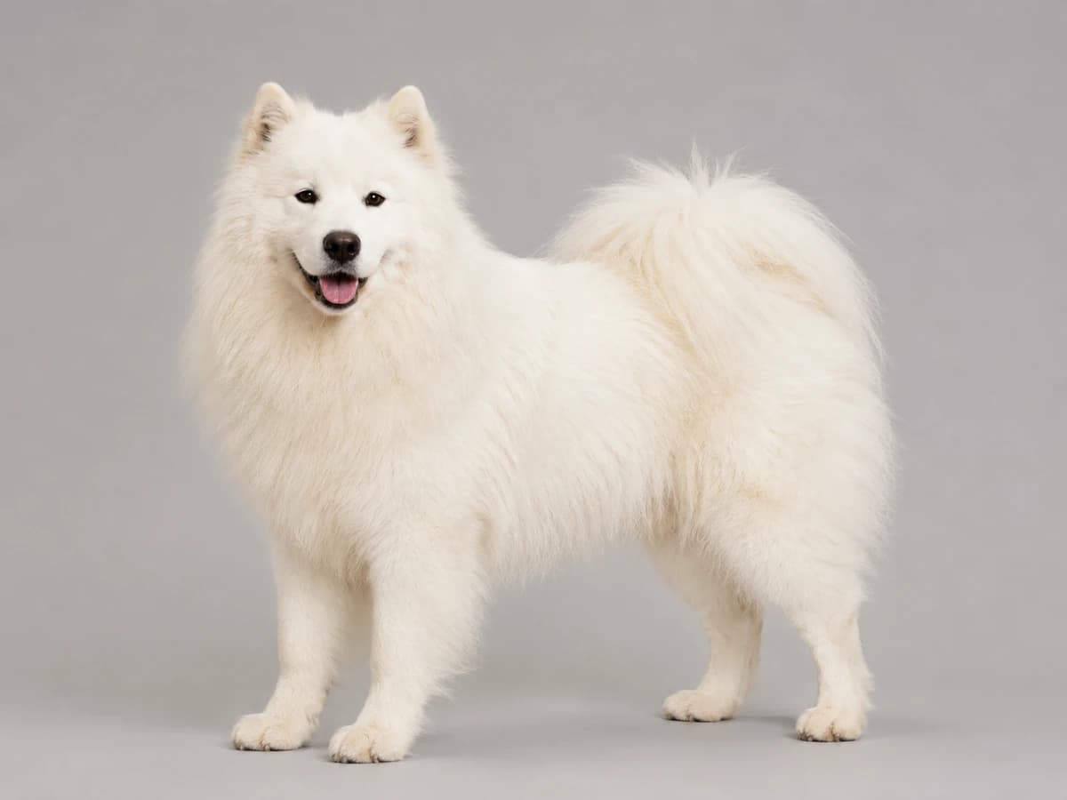 Samoyedo