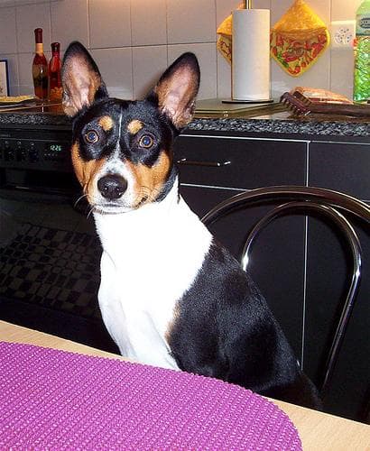Garrapata en el perro: cómo quitarla correctamente y qué hacer después
