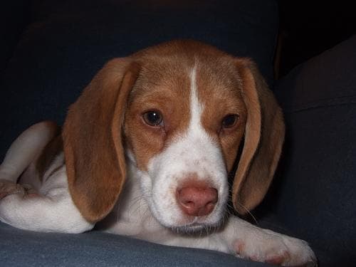 Beagle: carácter, cuidados y problemas de salud