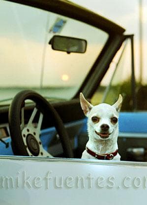 Chihuahua: todo lo que necesitas saber antes de adoptar
