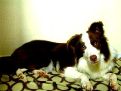 Border Collie: the smartest breed — a complete care and training guide