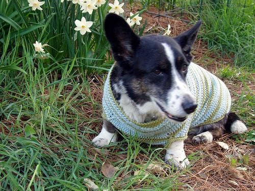 Artritis en perros: síntomas, tratamiento y cómo mejorar su calidad de vida