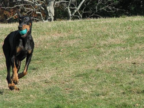 Wenn Hunde im selben Haushalt plötzlich streiten: Ursachen und Lösungen