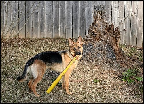 Procesionaria del pino y perros: la emergencia veterinaria que más subestiman los dueños