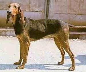 Körpersprache beim Hund verstehen: was Rute, Ohren und Blick wirklich sagen