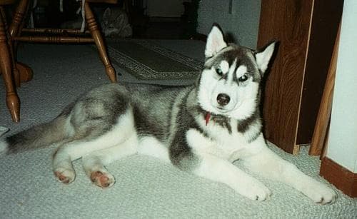 Husky Siberiano: guía completa de cuidados y carácter