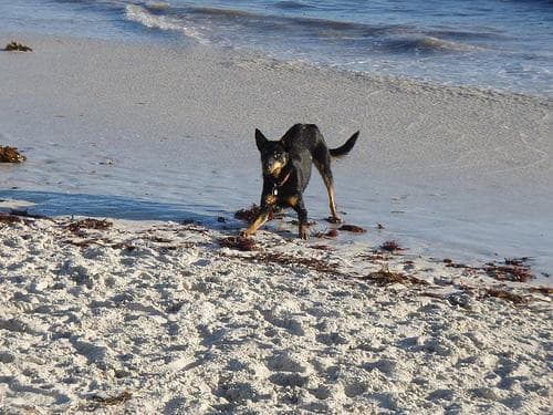 Alimentos prohibidos para perros: la lista completa