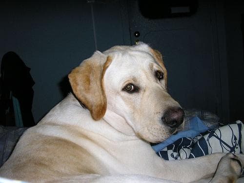 Cómo elegir el mejor pienso para tu perro: guía práctica
