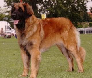 Mi perro no come: causas y qué hacer