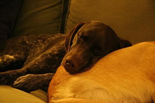 Gewitterangst beim Hund: so hilfst du wirklich
