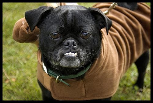 Muda excesiva de pelo en perros: causas, cuándo preocuparse y cómo reducirla