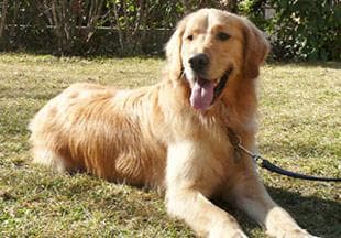 Las mejores razas de perros para vivir en un piso (España, 2025)