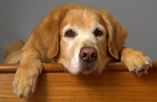 Golden Retriever: guía completa de cuidados y salud