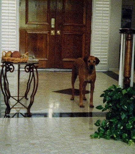 ¿Cuánto ejercicio necesita mi perro según su raza?