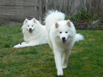 Samoyedo: cuidados del pelaje, carácter y necesidades de la raza