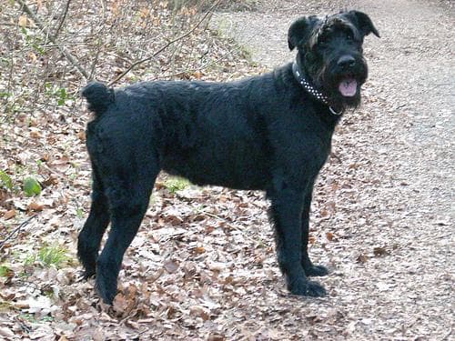 Schnauzer Miniatura: carácter, cuidados y salud