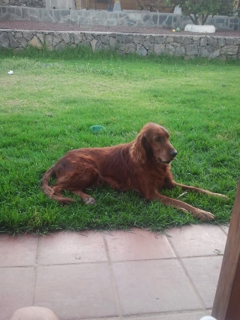 GPS para perros: guía para elegir el mejor localizador en España (2025)