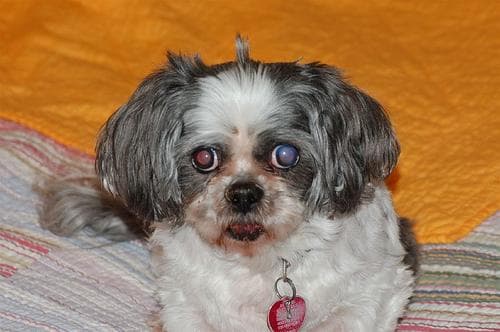 When Family Dogs Start Fighting: UK Guide to Causes and Solutions