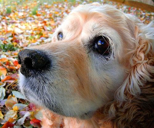 Cocker Spaniel: guía completa de cuidados, orejas y salud