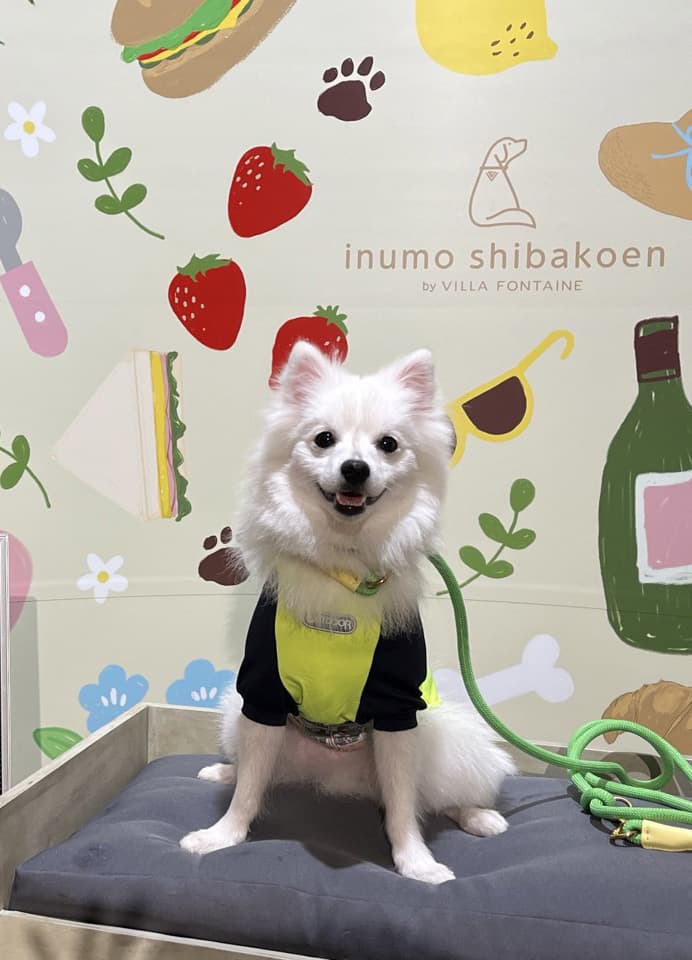 How much exercise does my dog need? A guide by breed and age