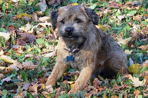 Agility con tu perro: qué es, beneficios y cómo empezar desde cero