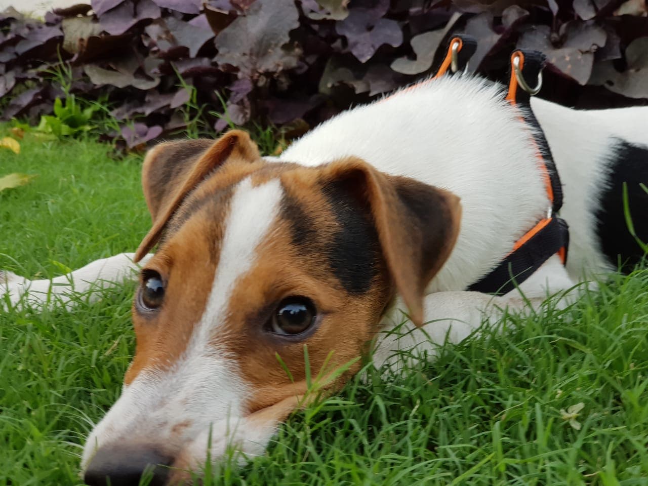 Perro con vómitos: causas, cuándo es urgente y qué hacer