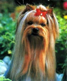 Yorkshire Terrier: cuidados, carácter y salud