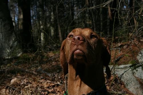 Salud dental en perros: cómo limpiar los dientes y prevenir enfermedades