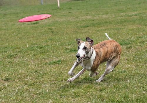 Perro que come heces (coprofagia): causas y cómo corregirlo